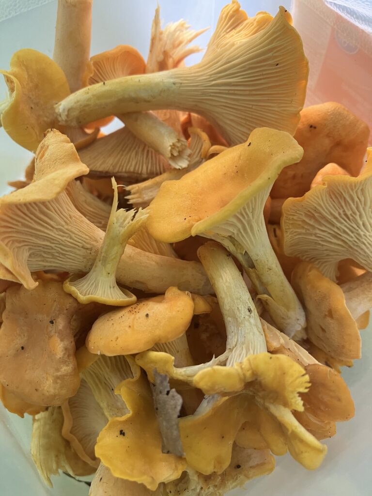 Chanterelle Mushrooms